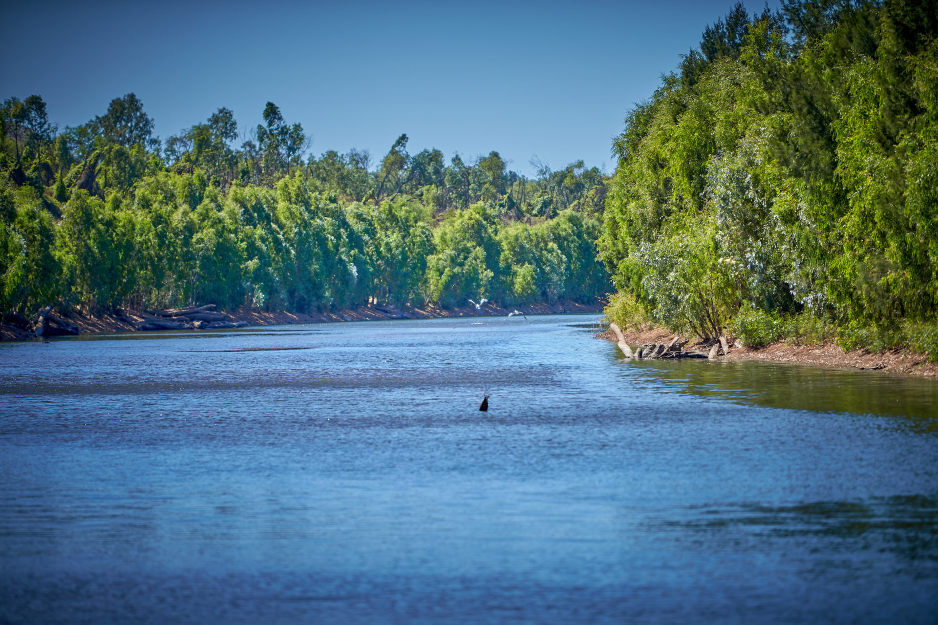CLEAN BILL OF HEALTH FOR McARTHUR RIVER » Territory Q