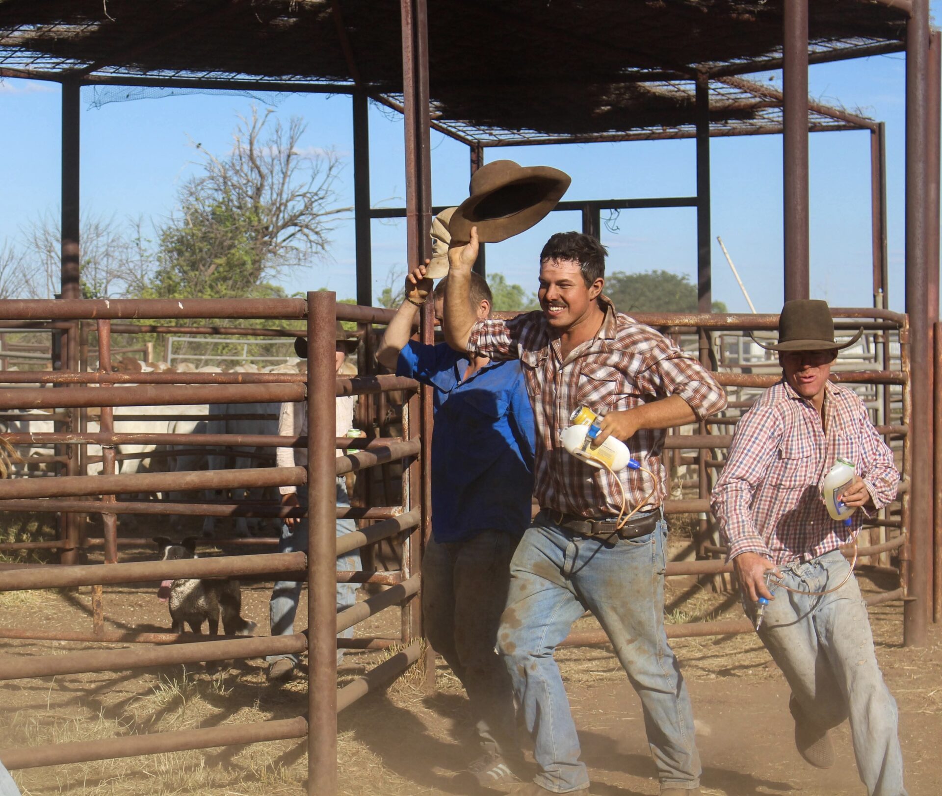 CAREERS ARE BETTER ON BEEF » Territory Q